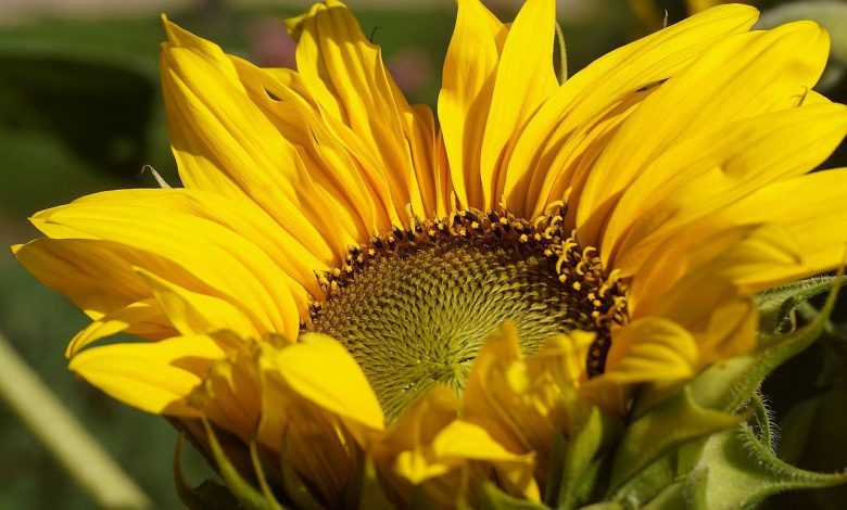 sunflower, bloom, 4k wallpaper 1920x1080, desktop backgrounds, flower background, plants, beautiful nature, garden, blooming sunflower, full hd wallpaper, free background, free wallpaper, flower, 4k wallpaper, nature wallpaper, hd wallpaper, wallpaper 4k, cool backgrounds, yellow flower, nature, flower wallpaper, floral background, mac wallpaper, flora, beautiful wallpaper, wallpaper hd, ornamental plant, close up, angiosperms, nature background, windows wallpaper, sunny color, beautiful flowers, lemon, laptop wallpaper, summer, wallpaper