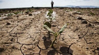 Посуха в Україні: збитки аграріїв оцінили в 1,8 млрд грн
