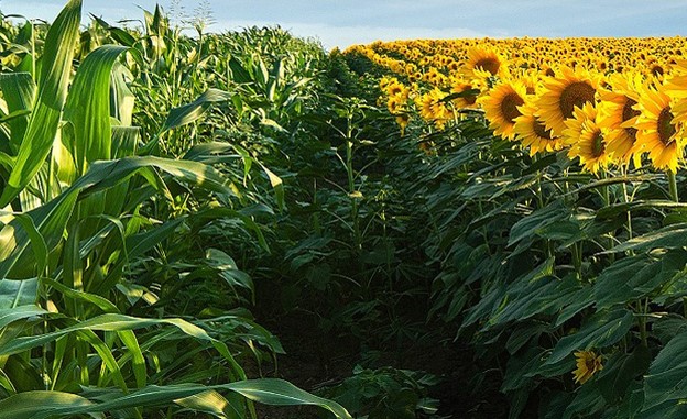 «Агрейн» очікує на високий урожай кукурудзи та соняшнику
