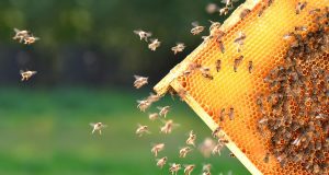 Держпродспоживслужба на 95% виконала річний план обстежень бджолиних пасік