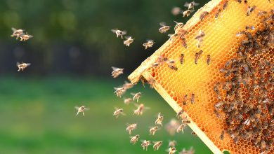 Держпродспоживслужба на 95% виконала річний план обстежень бджолиних пасік