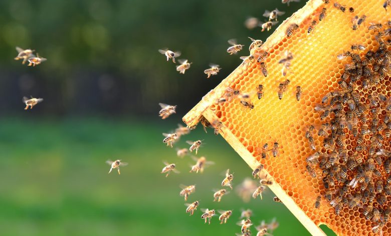 Держпродспоживслужба на 95% виконала річний план обстежень бджолиних пасік