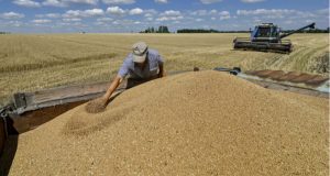 ЄС затвердить квоти на експорт української агропродукції у вересні 2025
