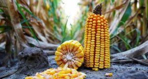 На півдні України втрачають урожай кукурудзи