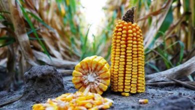 На півдні України втрачають урожай кукурудзи