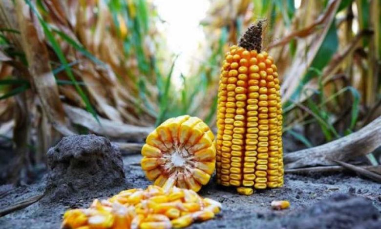 На півдні України втрачають урожай кукурудзи