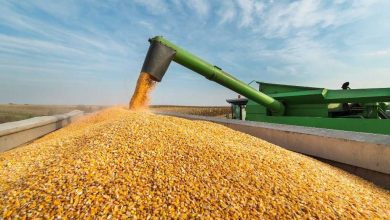 Агроекспорт України скоротився на 9% за півріччя 2025 року