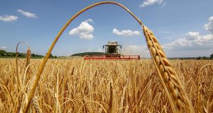 На Кіровоградщині зібрали понад 2,2 млн тонн ранніх зернових