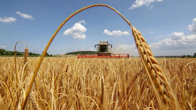 На Кіровоградщині зібрали понад 2,2 млн тонн ранніх зернових