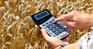 Українські фермери отримують лише 40% від світової ціни пшениці