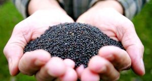 Українські фермери притримують ріпак, чекаючи цін у $560/т