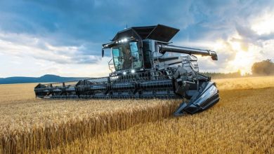 Україна очікує врожай пшениці на рівні 22–22,5 млн тонн