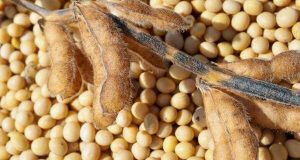 Ринок сої в Україні на межі дефіциту