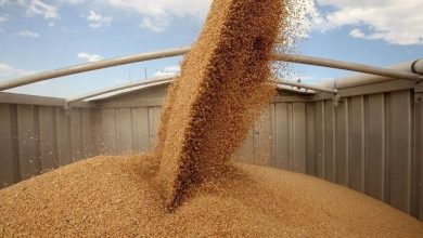 "Вілія" зібрала 102,7 тис. тонн зернових у 2025 році