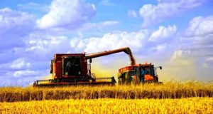 Аграрії завершили збирання ріпаку та розпочали збір кукурудзи