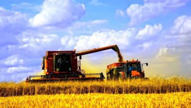 Аграрії завершили збирання ріпаку та розпочали збір кукурудзи