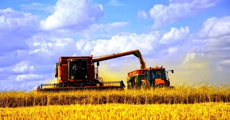 Аграрії завершили збирання ріпаку та розпочали збір кукурудзи