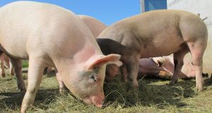 pigs, alp rona, furna, sow, happy pig, animals, nature, pigs, pigs, pigs, pigs, pigs