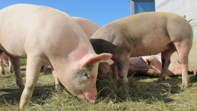 pigs, alp rona, furna, sow, happy pig, animals, nature, pigs, pigs, pigs, pigs, pigs