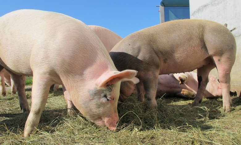 pigs, alp rona, furna, sow, happy pig, animals, nature, pigs, pigs, pigs, pigs, pigs