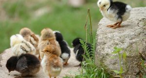 jugs, ornithology, fauna, animal, farm, chicken, nature, bird, young