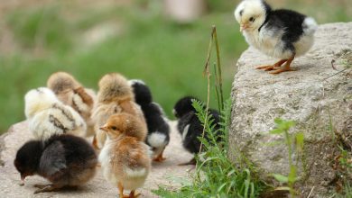 jugs, ornithology, fauna, animal, farm, chicken, nature, bird, young