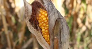 sweet corn, drought, nature, yellow