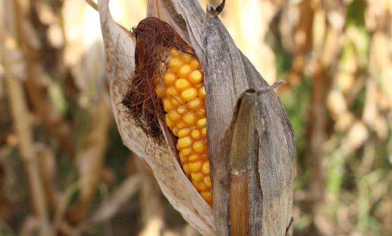 sweet corn, drought, nature, yellow