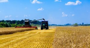 Жнива-2025 на Буковині та Прикарпатті