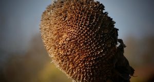 fall, faded, sunflower, dry, dried up