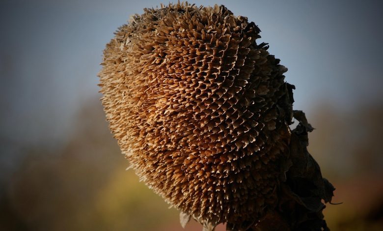 fall, faded, sunflower, dry, dried up