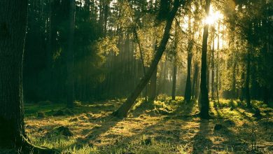 forest, nature, trees, sun, landscape, light, grass, mystical, forest, forest, forest, forest, forest