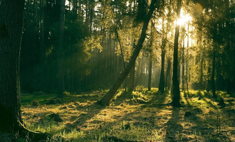 forest, nature, trees, sun, landscape, light, grass, mystical, forest, forest, forest, forest, forest