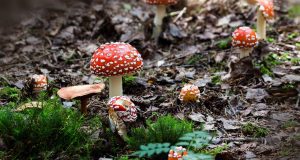 fly agaric, mushrooms, moss, toadstools, fly amanita, amanita muscaria, red mushrooms, fungi, forest, forest floor, nature, closeup, mushrooms, mushrooms, mushrooms, mushrooms, mushrooms, moss, fungi, forest, forest floor