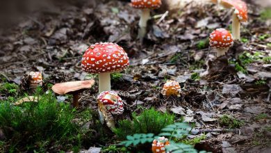 fly agaric, mushrooms, moss, toadstools, fly amanita, amanita muscaria, red mushrooms, fungi, forest, forest floor, nature, closeup, mushrooms, mushrooms, mushrooms, mushrooms, mushrooms, moss, fungi, forest, forest floor