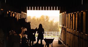 stable, girl, horses, animals, barn, farm, ranch, nature, silhouette
