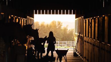 stable, girl, horses, animals, barn, farm, ranch, nature, silhouette
