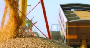 Експорт агропродукції з України в серпні 2025 року впав на 22%