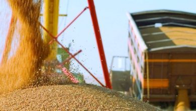 Експорт агропродукції з України в серпні 2025 року впав на 22%
