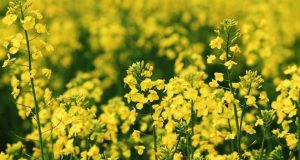 «ТАС Агро» заощадила 180 $/га завдяки сівбі озимого ріпаку за технологією strip-till