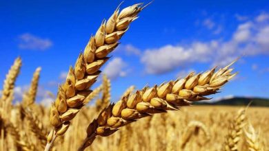 USDA підвищило прогноз врожаю пшениці
