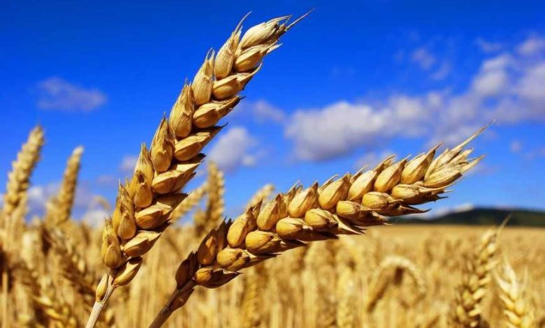 USDA підвищило прогноз врожаю пшениці