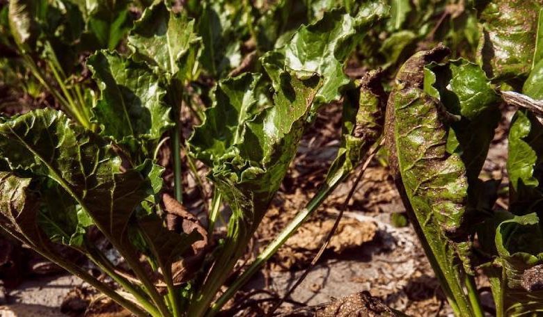 У посівах цукрових буряків посилюється церкоспороз: Держпродспоживслужба фіксує ураження до 24% рослин