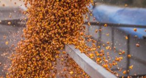 Експорт кукурудзи з України у вересні майже зупинився