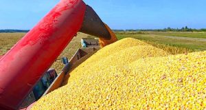 Україна розширює експорт гороху та кукурудзи