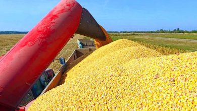 Україна розширює експорт гороху та кукурудзи