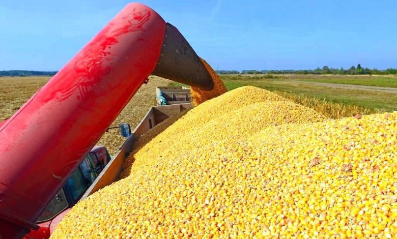 Україна розширює експорт гороху та кукурудзи