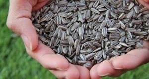 USDA підвищило прогноз світового врожаю олійних