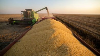 Новий закон про експорт сої та ріпаку загрожує Україні