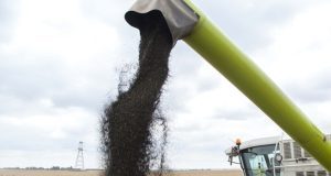 Урожайність ріпаку на Житомирщині досягла 4 т/га попри заморозки та посуху